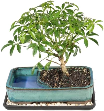 Brussel's Bonsai - Medium Live Bonsai Tree, Potted Indoor Plant by BrusselsBonsai