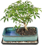 Brussel's Bonsai - Medium Live Bonsai Tree, Potted Indoor Plant by BrusselsBonsai