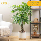 Costa Farms Money Tree, Live Indoor Plant, Braided Trunk, Easy Care - Image 2