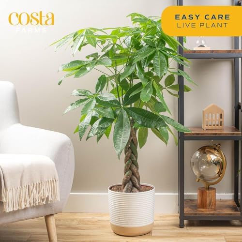 Costa Farms Money Tree, Live Indoor Plant, Braided Trunk, Easy Care - Image 2