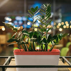 SiliFine 6 Set Window Herb Planter Box Self Watering Plant Pots 10.6 Inch Rectangular Herb Pots Decorative Garden Flower Box for Indoor, Succulent,Vegetables, Flowers - Image 4