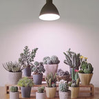 Smart LED PAR38 Grow Light, Dimmable, Sun Mode Dimming - Mimics Real Sunshine, Daily Run Auto Timer, Remote Control - Full Spectrum for Indoor Plant Growth - Image 7