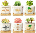 Succulent Pots with Drainage, 3.2" Small Plant Pots with Bamboo Trays, Ceramic Pots for Indoor Plants, Cactus Pots, Mini Succulent Planters for Home Garden Decor, Set of 6 by celamos
