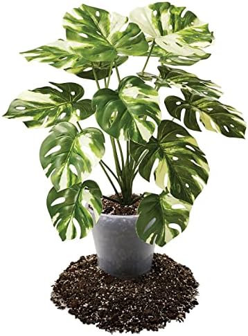 Premium Aroid Potting Mix - Soil Free Blend for Aroids - Growing Medium for House Plants by Gardenera - (5 Quart Bag) - Image 3