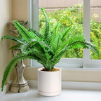 D'vine Dev Set of 2 Plants Pots, 8.2 Inch Ceramic Planter Pot for Plants with Drainage Hole and Saucer, Oatmeal, 94-V-D-8 - Image 5