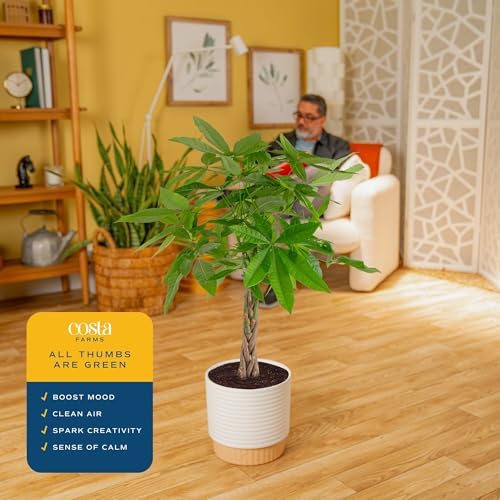 Costa Farms Money Tree Live Indoor Plant, Pet Friendly, 3-4 Ft. Tall - Image 5
