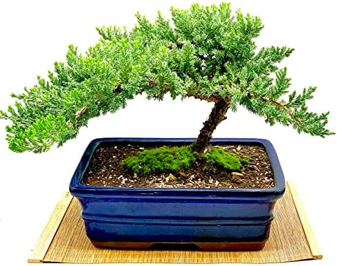 Live Dwarf Juniper Bonsai Tree 12+ Years Old with Bamboo mat| Juniper or Jade Bonsai Tree | Indoor/Outdoor | 100% Handcrafted| Home and Office Décor | Best Gift for Holiday (style3) by Unknown