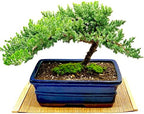 Live Dwarf Juniper Bonsai Tree 12+ Years Old with Bamboo mat| Juniper or Jade Bonsai Tree | Indoor/Outdoor | 100% Handcrafted| Home and Office Décor | Best Gift for Holiday (style3) by Unknown