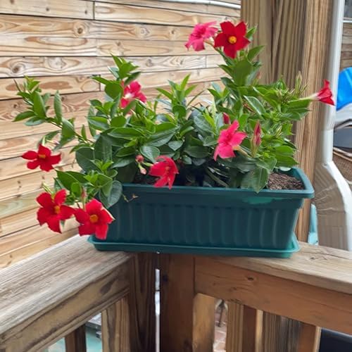JOIKIT 6 Packs 17 x 7.5 x 5.5 Inch Plastic Window Planter Boxes with Trays, Plastic Vegetable Planter with 30 Plant Label, Countryside Flower Box Pot for Garden Windowsill Patio Balcony, Dark Green - Image 6