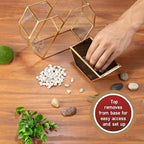 D'Eco Glass Gold Heart Plant Terrarium, Centerpiece & Wedding Letterbox - Image 7