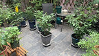 2 Pack 15.5" White Plant Caddy Round Movable Planter with Easy Moving Caster Wheels Dolly Trolley Tray Pallet Outdoor Indoor Tree Flower Stand Planter - Image 7
