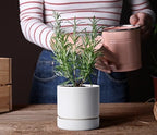 Phoenix Vine 6 Inch Planter Pot with Drainage Hole & Saucer, Deep Water Catch Tray, Straight Cylindrical Round Pot for Plants, Matte White, Pack of 2, 23-B-S-2 - Image 4