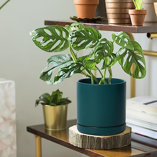 D'vine Dev 2-Pack Ceramic Pots with Saucers, Teal, 6 in, 94-V-C-9 - Image 6