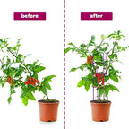 Chunful 10 Packs Tomato Cages for Garden Support up to 48", Purple - Image 6