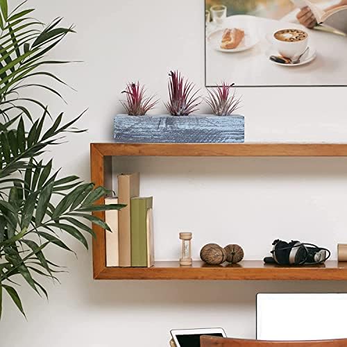 Air Plant Decor Air Plant Holder, 3 Ceramic Tabletop Modern Planter, 1 Solid American Red Cedar Plant Holder Made in The USA, Plus 6 Free Tillandsia (Antique Brown) - Image 7