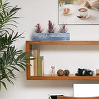 Air Plant Decor Air Plant Holder, 3 Ceramic Tabletop Modern Planter, 1 Solid Red Cedar Holder Made in The USA, Plus 6 Free Tillandsia (Modern Gray) - Image 6