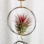 Air Plant Hanging Holder Planter - Plant Hanger Display Frame DIY Kit Aluminum Wire Indoors Outdoors Plants Not Included (Gloden) - Image 2