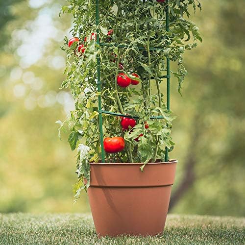 Gardener's Blue Ribbon 3-Pack Ultomato Tomato Plant Cage, Black, Model Number: TMC3PACK - Image 4