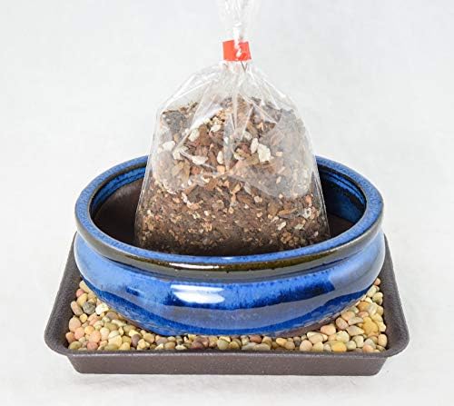 6" Oval Dark Blue Glazed Bonsai Pot, Cactus & Succulent Planter + Soil + Tray + Rock + Mesh Kit (638-6B KIT) - Image 2