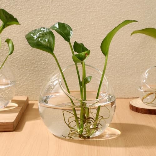 Mipcase 3 Pack Slanted Glass Terrarium Set, Clear Bubble Planter Globe - Image 4