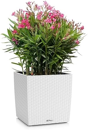 Lechuza Cube Cottage 50 White, Self-Watering Square Planter, H19.3 L19.3 W19.3 in - Image 2