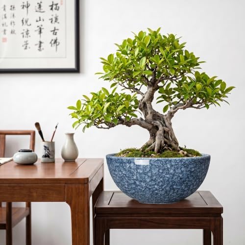 Lotus Bowl, 10 Inch Ceramic Succulent Pots, Bonsai Pots, Scale Blue - Image 7