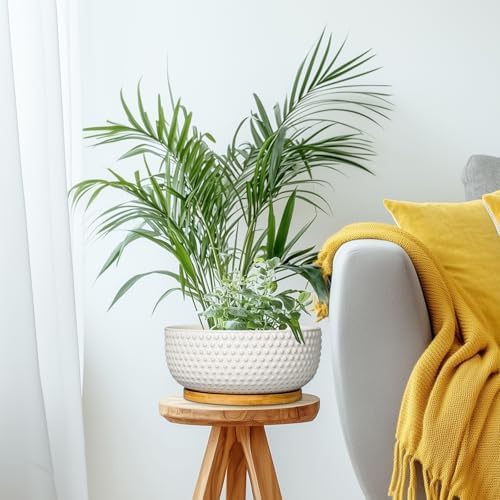 Succulent Pots 8 Inch - Ceramic Bonsai Planters for Indoor Plants, Plant Pot with Drainage Hole and Saucer, Shallow Round Flower Planter, Modern Room Decor, Gifts for Plant Lover, White - Image 7