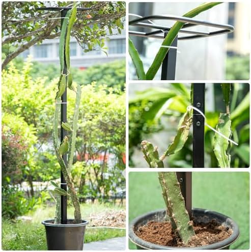 2Pack 63" Dragon Fruit Trellis – Sturdy Support for Climbing Plants - Image 6