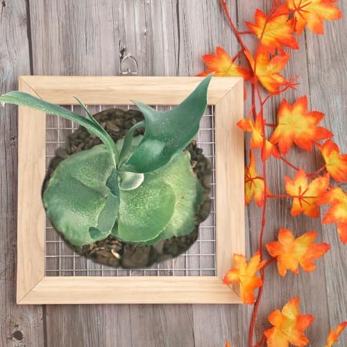 Staghorn Fern Mounting Frame Kit Wooden Wall Planter Vertical Gardens Hanging Plant Holder for Platycerium, Orchids and Succulents(Wood) - Image 2