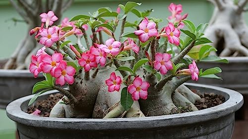 Gardenera Desert Rose Planting Mix - Provide Your Adenium with an Ideal Growing Environment - 4 QUARTS - Image 2
