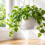 25 PCS Hanging Basket Saucers for Plants – Clear 6-12 Inch Plastic Watering Tray with Hooks, Anti-Leak Drip Pan & Water Catcher for Indoor & Outdoor Hanging Baskets (10 in,15PCS) - Image 6