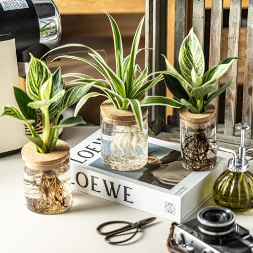 Glass Plant Propagation Stations for Plants – Set of 8(4 Large & 4 Small) Hydroponic Vases for Plant Cuttings,Flower Arrangements, Home & Office Decor–Desktop Vases for Living Room, Bedroom (8) - Image 6