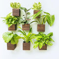 LaLaGreen Wood Planter Boxes for Plants (4x4, 8 Pack) Wooden Wall Planters by L%C3%A1L%C3%A1Green