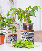 D'vine Dev 2-Pack Terracotta Pots, 4/6 in, Terra/Black, 31-958-F-2 - Image 5