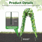 Cucumber Trellis for Raised Bed with Plastic Coated Steel Pipe-63"*50",Grn - Image 2