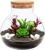 Alasum Glass Terrarium Bottle with Cork Lid Round DIY Empty Bottle for Micro Landscape Creations Plant Terrarium Moss Crafts Home Decor Accent 6.29 X 5.90 X 5.90 in by Alasum