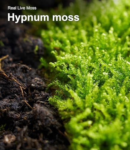 Live Moss – Hypnum Moss (3 Sheets, Each Approx. 3.5"x7") for Terrariums, Fairy Gardens, Bonsai & Natural Plant Decor – Naturally Grown, Reusable, Not Artificial - Image 5