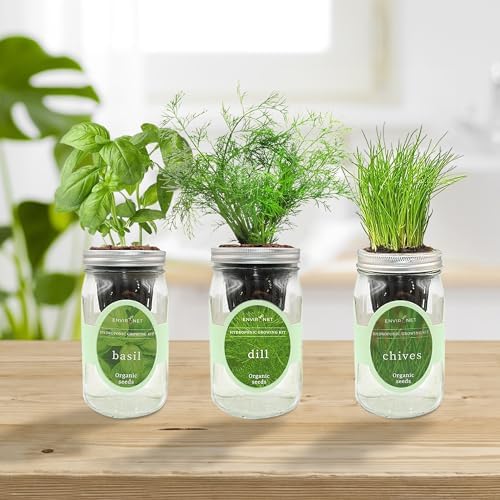 Hydroponic Herb Growing Kit Set, Self-Watering Mason Jar Herb Garden Starter Kit Indoor, Windowsill Herbs Garden, Grow Your Own Herbs from Organic Seeds (Basil, Dill, Chives) - Image 3