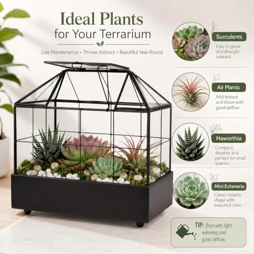 Large Tall Plant Terrarium Glass – Glass Greenhouse Terrarium with Lid and Tray,Indoor Tabletop Orchid Succulent Cacti Terrarium Kit 9.5”X9.8”X5.6” - Image 6