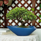 Bonsai Pot - 18 Inch Ceramic Planter for Indoor Outdoor Plants Bonsai Tree Pot Modern Large Succulent Planter Decorative Plant Pot with Drainage Hole Blue - Image 6