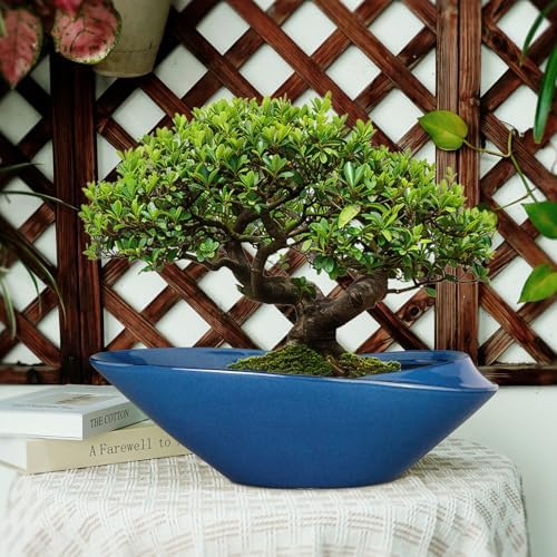 Bonsai Pot - 18 Inch Ceramic Planter for Indoor Outdoor Plants Bonsai Tree Pot Modern Large Succulent Planter Decorative Plant Pot with Drainage Hole Blue - Image 6