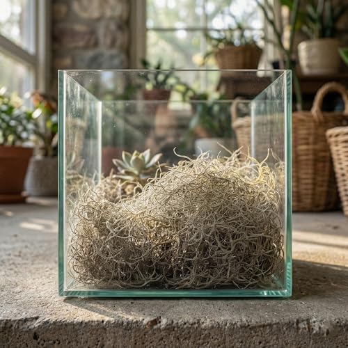 Royal Imports Preserved Natural Spanish Moss, Fresh Dried Shredded Loose Chunks, 8 Oz Bag (Pack of 2) - Image 4