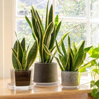 4 6 8 10 12 14 16 18 20 22 Inch Clear Plant Saucer, 5 Pack Durable Plastic Water Catcher Trays for Flower Pots, Plant Drip Trays for Indoor Outdoor Planter(18inch) - Image 6