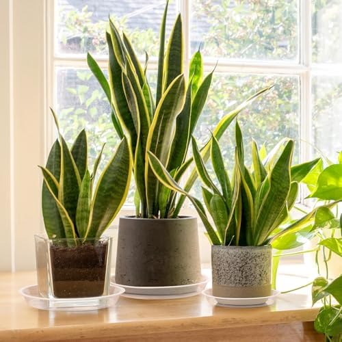 4 6 8 10 12 14 16 18 20 22 Inch Clear Plant Saucer, 5 Pack Durable Plastic Water Catcher Trays for Flower Pots, Plant Drip Trays for Indoor Outdoor Planter(16inch) - Image 7