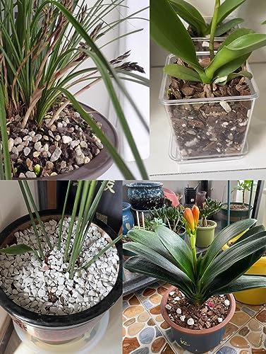 50QT Organic Perlite Horticultural Soil Amendment for Plants and Enhanced Drainage Enhanced - Image 5