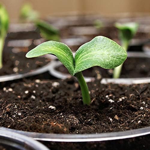 Coast of Maine, 16qt (Pack of 4) Sprout Island Blend, Organic & Natural Seed Starter for Seed Germination & Root Plant Cuttings - Image 6