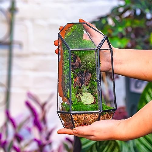 NCYP Small 5.1" x 5.1" x 8.66" Irregular Geometric Glass Terrarium Planter with Door - Home Tabletop Display Container Pot for Moss, Fern - Indoor Clear Decor, Black (No Plants) - Image 3