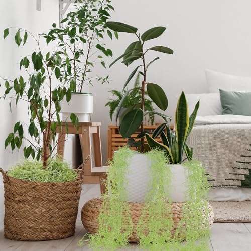 Cindeer 15 Pcs Spanish Moss Hanging Strands,33 Inch, 43 Inch,Green - Image 5