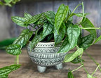 Premium Monstera Siltepecana Matuda Potting Mix - Retains Moisture and Promotes Healthy Root Growth by Gardenera - 5 Quart - Image 5
