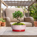 Ceramic Succulent Planter, 8 Inch Bonsai Pots with Tray, Texture Red - Image 4